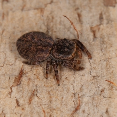 Simaetha sp. (genus) (Unidentified Brown jumper) at Acton, ACT - 6 Aug 2021 by rawshorty