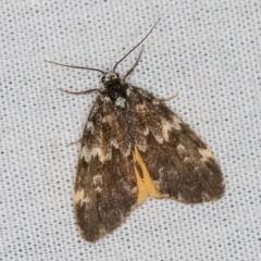 Halone sinuata (Rock Lichen Moth) at Paddys River, ACT - 11 Mar 2021 by Bron