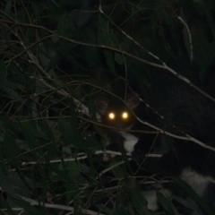 Petauroides volans (Greater Glider) at Lower Cotter Catchment - 26 Jul 2021 by TimotheeBonnet