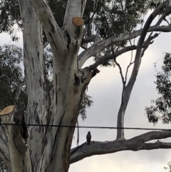 Callocephalon fimbriatum (Gang-gang Cockatoo) at Belconnen, ACT - 8 Aug 2021 by Dora