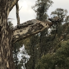 Callocephalon fimbriatum at Belconnen, ACT - 8 Aug 2021