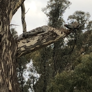 Callocephalon fimbriatum at Belconnen, ACT - 8 Aug 2021