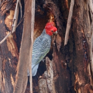 Callocephalon fimbriatum at Hughes, ACT - 8 Aug 2021