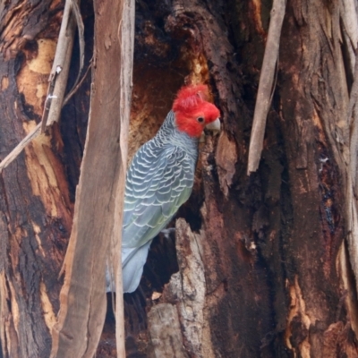 Callocephalon fimbriatum (Gang-gang Cockatoo) at Hughes, ACT - 8 Aug 2021 by LisaH