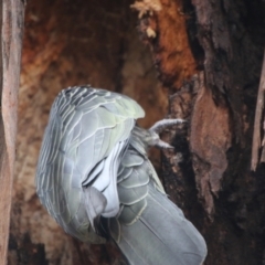 Callocephalon fimbriatum at Hughes, ACT - 8 Aug 2021