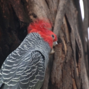 Callocephalon fimbriatum at Hughes, ACT - suppressed