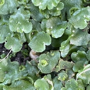 Lunularia cruciata at Hackett, ACT - 6 Aug 2021 12:45 PM