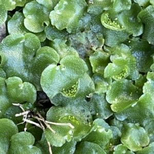 Lunularia cruciata at Hackett, ACT - 6 Aug 2021 12:45 PM