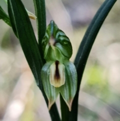 Bunochilus montanus (ACT) = Pterostylis jonesii (NSW) (Montane Leafy Greenhood) at Mount Jerrabomberra QP - 8 Aug 2021 by RobG1