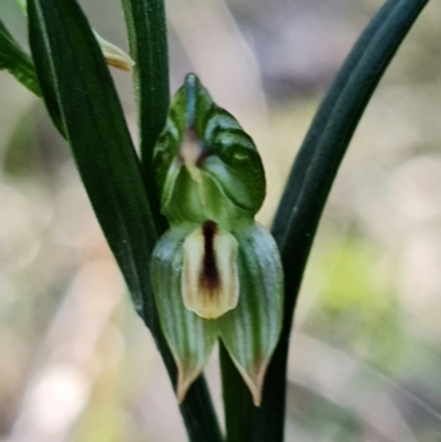 Bunochilus montanus (Montane Leafy Greenhood) at Mount Jerrabomberra QP - 8 Aug 2021 by RobG1