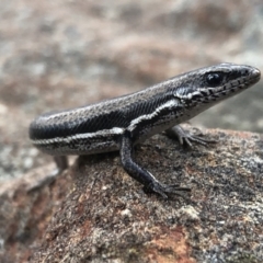 Morethia boulengeri (Boulenger's Skink) at Hamilton Valley, NSW - 8 Aug 2021 by DamianMichael