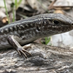 Ctenotus robustus (Robust Striped-skink) at East Albury, NSW - 8 Aug 2021 by DamianMichael