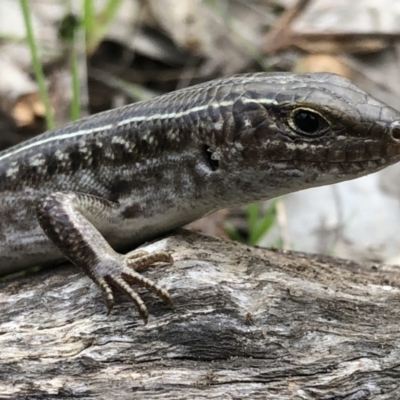 Ctenotus robustus (Robust Striped-skink) at East Albury, NSW - 8 Aug 2021 by DamianMichael