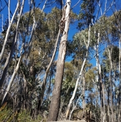 Eucalyptus (genus) (A Gum Tree) at Cotter River, ACT - 7 Aug 2021 by danswell