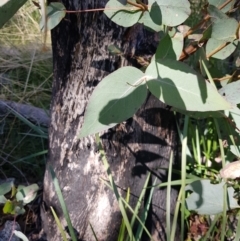 Eucalyptus dives (Broad-leaved Peppermint) at Tennent, ACT - 7 Aug 2021 by danswell