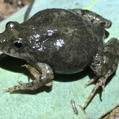 Crinia signifera (Common Eastern Froglet) at Thurgoona, NSW - 8 Aug 2021 by DamianMichael