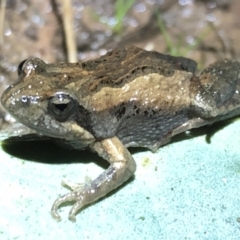 Crinia parinsignifera (Plains Froglet) at Thurgoona, NSW - 8 Aug 2021 by DamianMichael