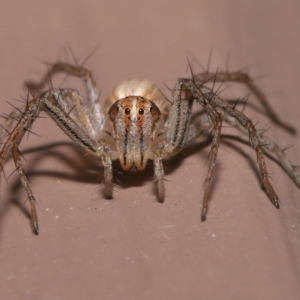 Oxyopes sp. (genus) at Evatt, ACT - 8 Aug 2021