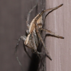 Oxyopes sp. (genus) at Evatt, ACT - 8 Aug 2021