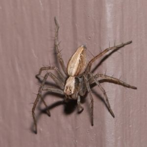 Oxyopes sp. (genus) at Evatt, ACT - 8 Aug 2021