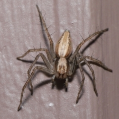 Oxyopes sp. (genus) at Evatt, ACT - 8 Aug 2021