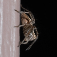 Oxyopes sp. (genus) at Evatt, ACT - 8 Aug 2021