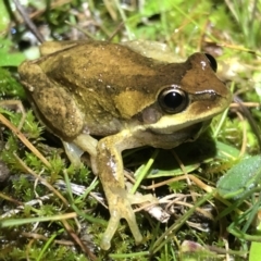 Litoria paraewingi (Victorian Frog) at Table Top, NSW - 8 Aug 2021 by DamianMichael