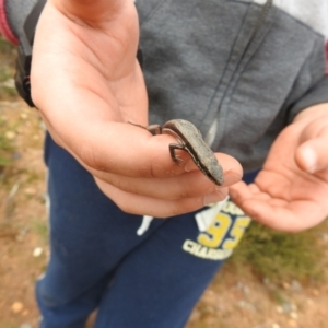 Morethia boulengeri at Carwoola, NSW - 8 Aug 2021