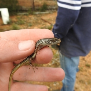 Ctenotus robustus at Carwoola, NSW - suppressed