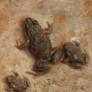 Limnodynastes tasmaniensis at Carwoola, NSW - 8 Aug 2021