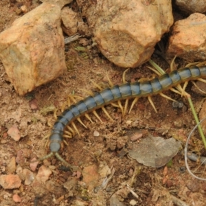 Ethmostigmus rubripes at Carwoola, NSW - 8 Aug 2021 12:17 PM