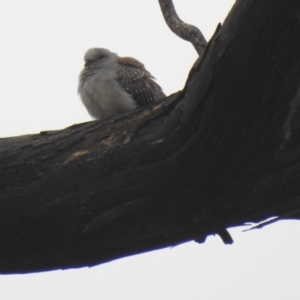 Geopelia cuneata at Booth, ACT - 1 Aug 2021