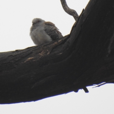 Geopelia cuneata (Diamond Dove) at Booth, ACT - 1 Aug 2021 by Liam.m