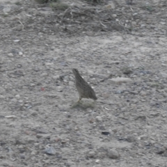 Synoicus ypsilophorus (Brown Quail) at Gilmore Paddocks - 19 Apr 2021 by Liam.m