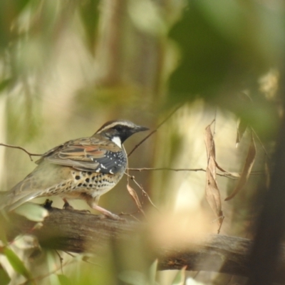 Cinclosoma punctatum (Spotted Quail-thrush) at Coree, ACT - 2 May 2021 by Liam.m