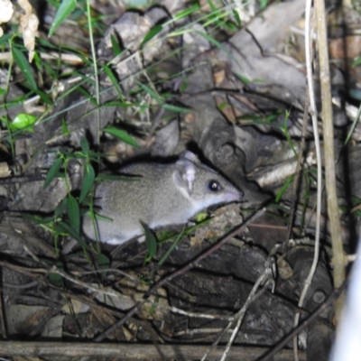 Sminthopsis murina (Common Dunnart) at Ridgewood, QLD - 6 Jul 2021 by Liam.m