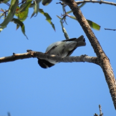 Melithreptus albogularis (White-throated Honeyeater) at Lake MacDonald, QLD - 3 Jul 2021 by Liam.m