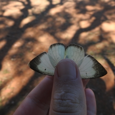 Catopsilia pyranthe (White migrant) at Geurie, NSW - 22 Jan 2021 by Liam.m