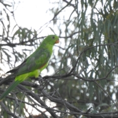 Aprosmictus erythropterus (Red-winged Parrot) at Coonabarabran, NSW - 24 Jan 2021 by Liam.m