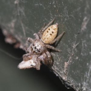 Opisthoncus grassator at Higgins, ACT - 6 Aug 2021 01:18 PM