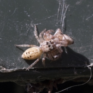 Opisthoncus grassator at Higgins, ACT - 6 Aug 2021 01:18 PM