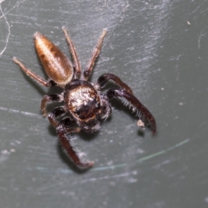 Opisthoncus grassator at Higgins, ACT - 6 Aug 2021