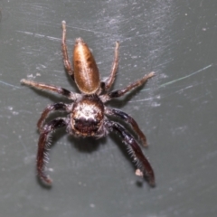 Opisthoncus grassator at Higgins, ACT - 6 Aug 2021