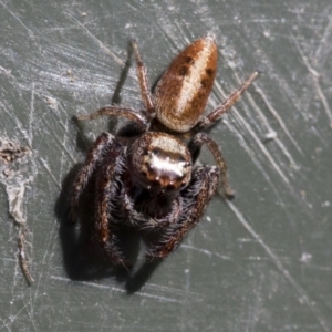 Opisthoncus grassator at Higgins, ACT - 6 Aug 2021