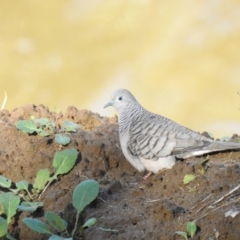 Geopelia placida (Peaceful Dove) at Geurie, NSW - 14 Jul 2020 by Liam.m