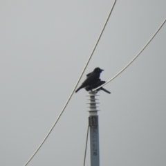 Corvus bennetti (Little Crow) at Lake Cargelligo, NSW - 13 Jul 2020 by Liam.m