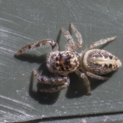 Opisthoncus grassator (Jumping spider) at Higgins, ACT - 6 Aug 2021 by AlisonMilton