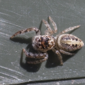 Opisthoncus grassator at Higgins, ACT - 6 Aug 2021