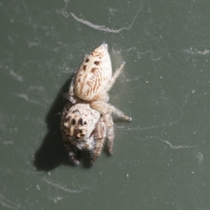 Opisthoncus grassator at Higgins, ACT - 6 Aug 2021