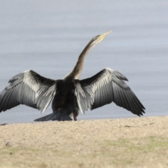 Anhinga novaehollandiae (Australasian Darter) at Greenway, ACT - 3 Aug 2021 by AlisonMilton